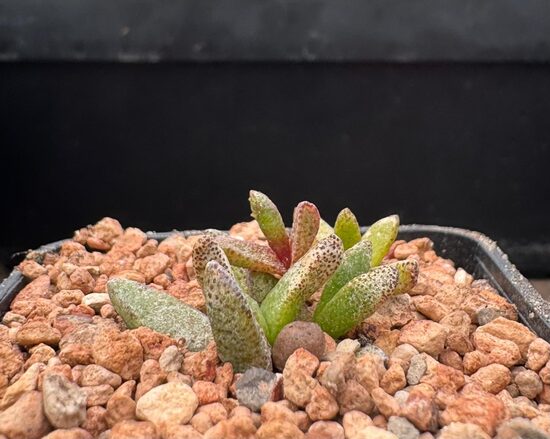 PLEIOSPILOS MAGNIPUNCTATUS STĀDIŅI